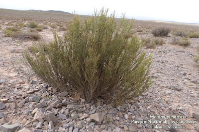 Tolilla (Fabiana punensis)