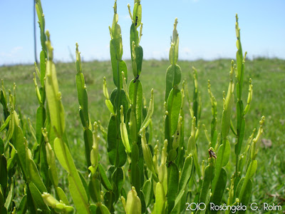 arbustos nativos Carqueja Baccharis trimera
