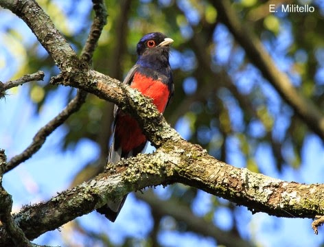 argentinian birds Trogon