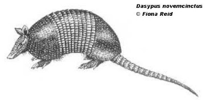 Nine banded Armadillo