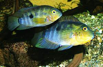 Australoheros scitulus
