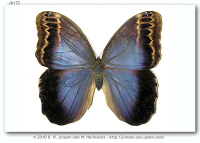 Mariposa lechuza (Caligo illioneus)