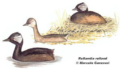 Macá común Rollandia rolland