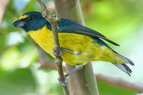 Tangará picudo, Euphonia chalybea