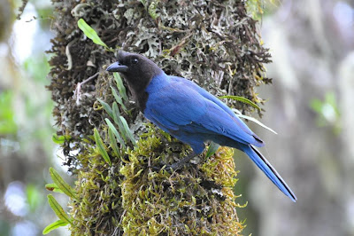 Urraca azul Cyanocorax caeruleus