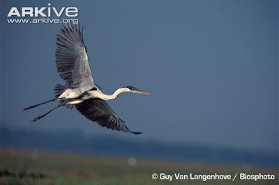 Ardea herodias