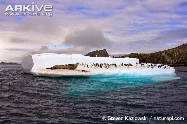 Leopard seal