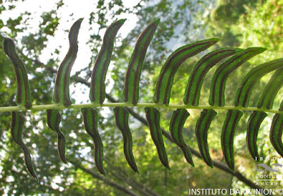 Palmilla (Blechnum hastatum)