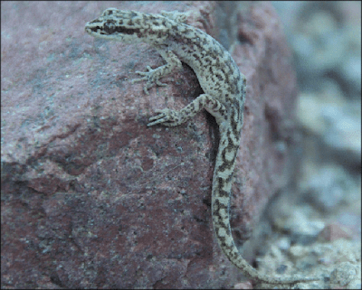 Gecko andino (Homonota andicola)