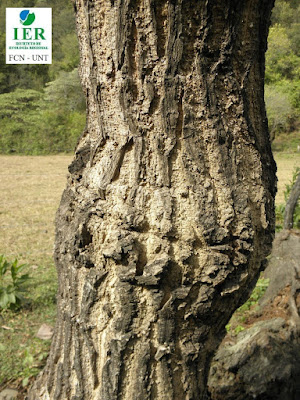 tronco de Sacha paraíso (Aralia soratensis)
