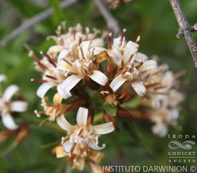 flora de los andes Proustia cuneifolia