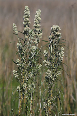 flora del delta
