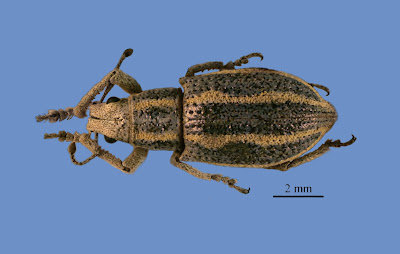 Enoplopactus lizeri