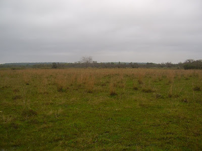 Paja colorada (Andropogon lateralis)