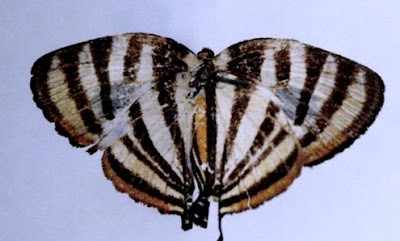 Mariposa rayadita del monte (Arawacus aetolus)