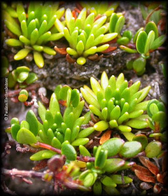 flora del sur patagónico