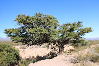 arboles del monte Churqui