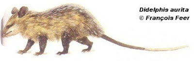 Comadreja de orejas negras Didelphis aurita