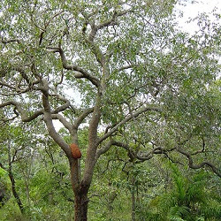 Anacahuita Blepharocalyx salcifolius