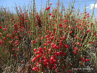 Salupe (Ephedra ochreata)
