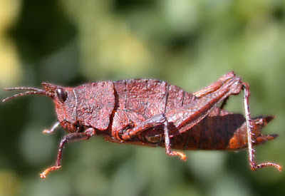 Tropidostethus angusticollis