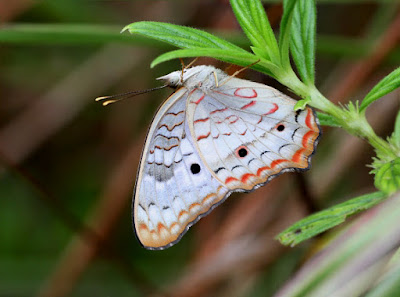 Mariposa cenicienta (Anartia jatrophae)