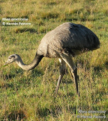 Greater Rhea