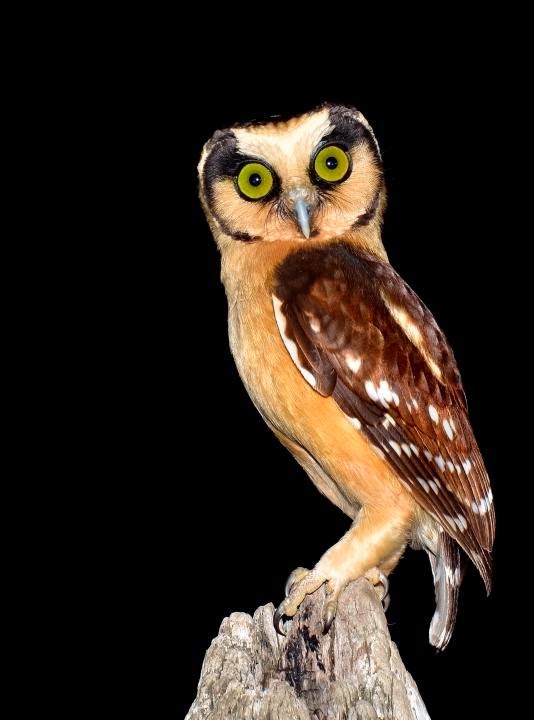 Buff fronted Owl