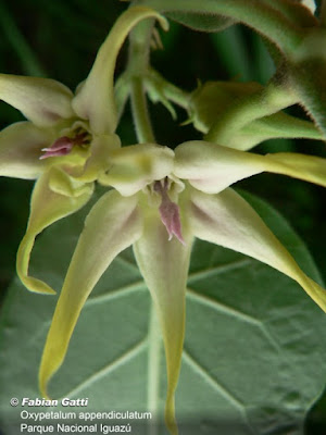 Cipó de leche (Oxypetalum appendiculatum)