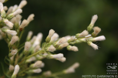 Mío mío (Baccharis coridifolia)