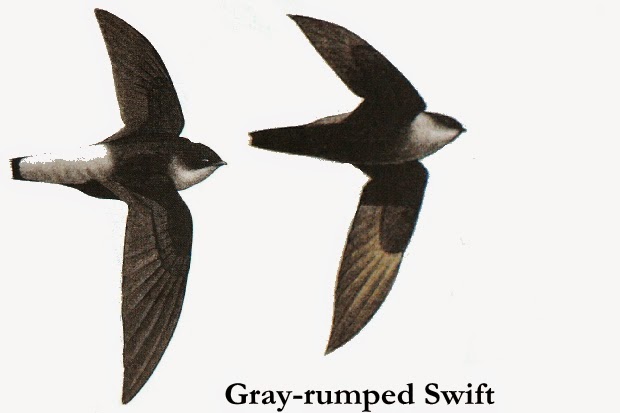 Swift birds