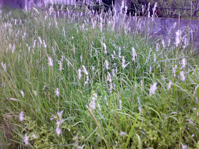 Bothriochloa laguroides