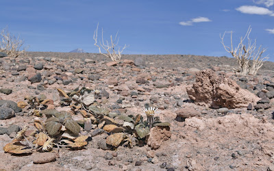 Urmenetea atacamensis