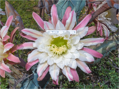 flor de Cardoncito (Cereus aethiops)