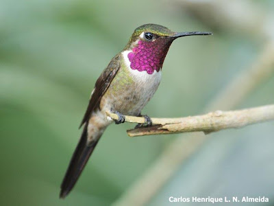 argentinian woodstart