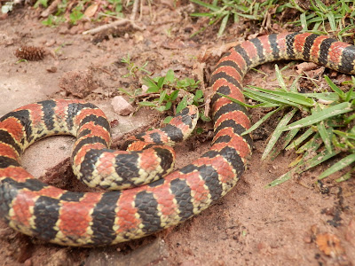 Culebra anillada (Atractus bocki)