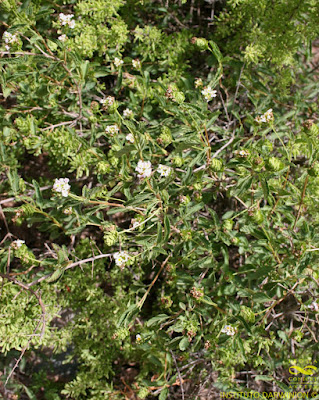Lantana tilcarensis