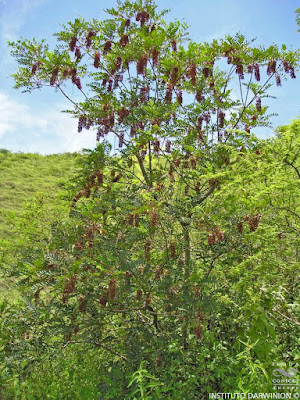 Pichi blanco (Alvaradoa subovata)