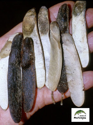 Palo trébol (Amburana cearensis)