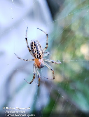 arañas argentinas Araña tejedora naranja (Alpaida veniliae)