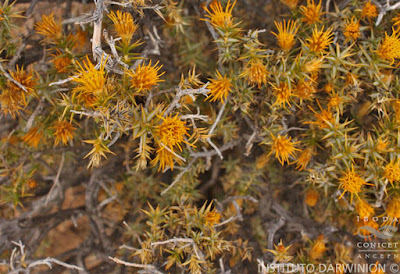 arbustos de la puna Chuquiraga atacamensis