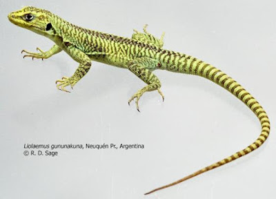 Lagartija verde (Liolaemus gununakuna)