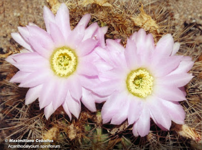 flores de Acanthocalycium spiniflorum