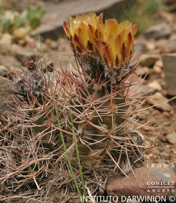 Austrocactus patagonicus