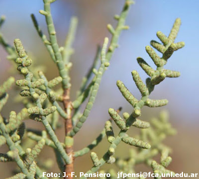 Jume (Allenrolfea vaginata)