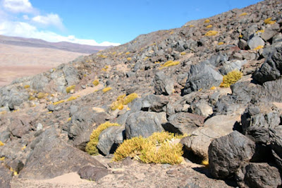 flora de la puna