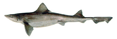 Gatuzo (Mustelus schmitti)