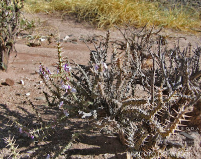 Roseta de llama (Junellia seriphioides)