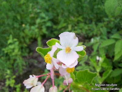 Flor de nácar Begonia cucullata