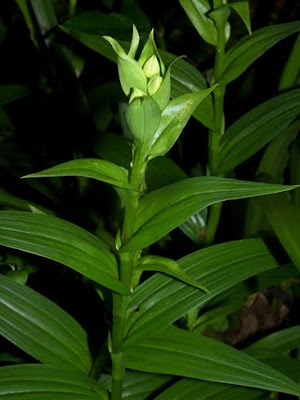 Habenaria bractescens